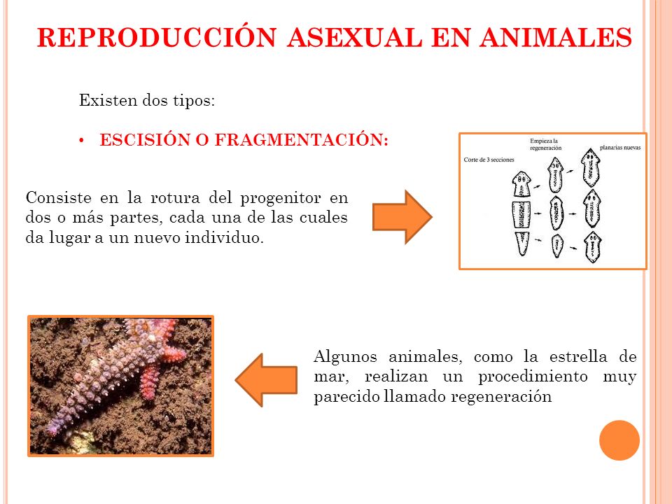 Prayer for high risk pregnancy Que es fragmentation reproduccion asexual definicion